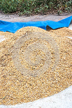 African Rice Oryza glaberrima harvested and being stored in piles, Uganda photo
